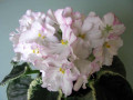 dimetris.ru:цветы:s.sorano:enchanted_april.jpg