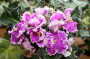 dimetris.ru:цветы:s.sorano:frosted_flames_2.jpg