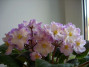 dimetris.ru:цветы:s.sorano:hawaiian_pearl.jpg
