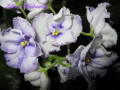 dimetris.ru:цветы:s.sorano:island_hideaway_2.jpg
