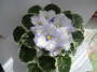 dimetris.ru:цветы:s.sorano:lavender_swirls_2.jpg