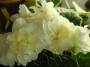dimetris.ru:цветы:s.sorano:lemon_kisses_2.jpg