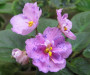 dimetris.ru:цветы:s.sorano:little_chatterbox.jpg