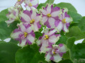 dimetris.ru:цветы:s.sorano:lyons_crown_jewel_2.jpg
