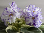 dimetris.ru:цветы:s.sorano:lyons_early_spring.jpg