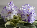 dimetris.ru:цветы:s.sorano:lyons_early_spring.jpg