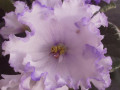 dimetris.ru:цветы:s.sorano:lyons_early_spring_2.jpg
