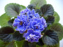 dimetris.ru:цветы:s.sorano:lyons_little_sweetheart.jpg