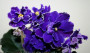 dimetris.ru:цветы:s.sorano:lyons_midnight_waves.jpg
