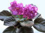 dimetris.ru:цветы:s.sorano:lyons_pirates_treasure-спорт_2.jpg