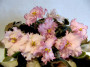 dimetris.ru:цветы:s.sorano:pink_jade.jpg