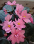 dimetris.ru:цветы:s.sorano:ramblin_peach_2.jpg