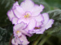 dimetris.ru:цветы:s.sorano:sequins_n_ribbons_2.jpg