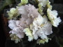 dimetris.ru:цветы:s.sorano:snow_squall_2.jpg