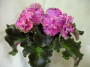 dimetris.ru:цветы:s.williams:suncoast_fantasy_love.jpg
