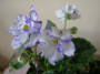 dimetris.ru:цветы:s.williams:suncoast_offchore_seabreeze.jpg