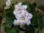 dimetris.ru:цветы:s.williams:suncoast_offchore_seabreeze_2.jpg