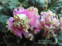 dimetris.ru:цветы:s.williams:suncoast_ruffled_delight.jpg