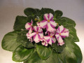 dimetris.ru:цветы:valley:earl_and_joyce_2.jpg