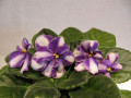 dimetris.ru:цветы:vince_su:vinces_emerald_sapphire_2.jpg