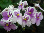 dimetris.ru:цветы:whitaker:splendiferous_2.jpg
