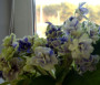 dimetris.ru:цветы:wolkmann:geneva_wonder_2.jpg