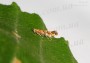 insecta-vreditel:cameraria-ohridella-9-1.jpg