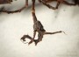 insecta-vreditel:dactylosphaera-vitifoliae-4.jpg