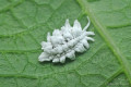 insecta-vreditel:pseudococcus_11.jpg