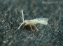 insecta-vreditel:rhizoecus_sp_15.jpg