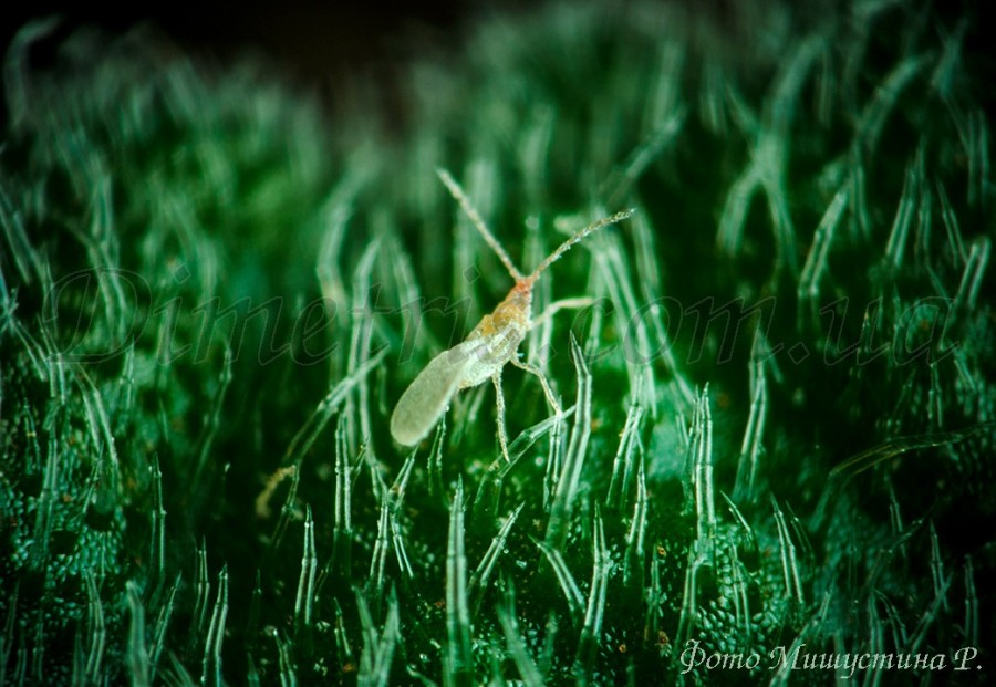 Корневой червец Rhizoecus sp