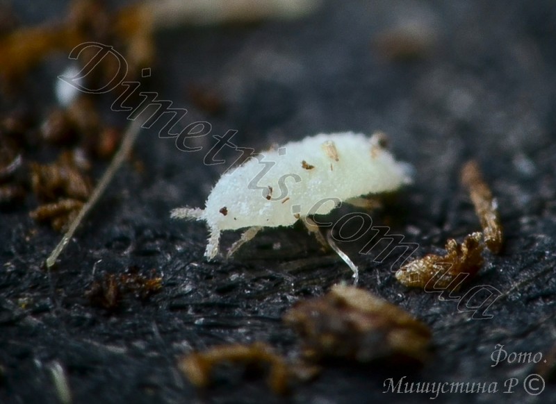 Корневой червец Rhizoecus sp