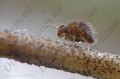 insecta-vreditel:sminthurus-1.jpg