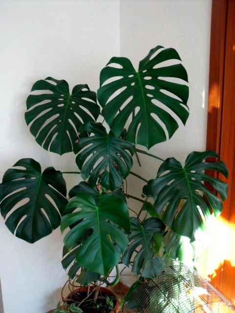 monstera.jpg