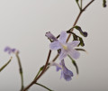 streptokarpus:priroda:streptocarpus--confusus.jpg