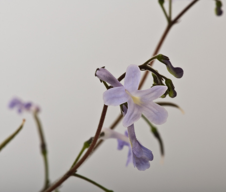 Streptocarpus parviflorus