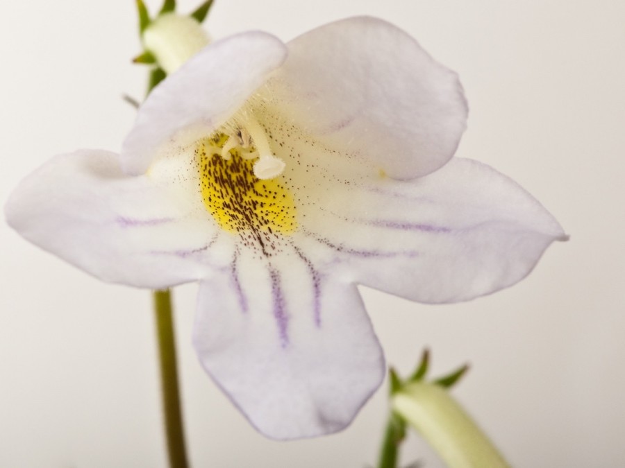 streptocarpus-formosus-1.jpg