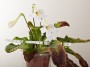 streptokarpus:priroda:streptocarpus-formosus.jpg