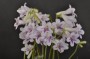 streptokarpus:priroda:streptocarpus-parviflorus-1.jpg