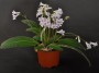 streptokarpus:priroda:streptocarpus-parviflorus-2.jpg