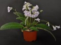 streptokarpus:priroda:streptocarpus-parviflorus-2.jpg