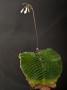 streptokarpus:priroda:streptocarpus-wilmsii-engler.jpg