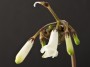 streptokarpus:priroda:streptocarpus-wilmsii.jpg
