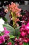 streptokarpus:priroda:streptocarpus_-dunnii.jpg