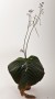 streptokarpus:priroda:streptocarpus_confusus.jpg