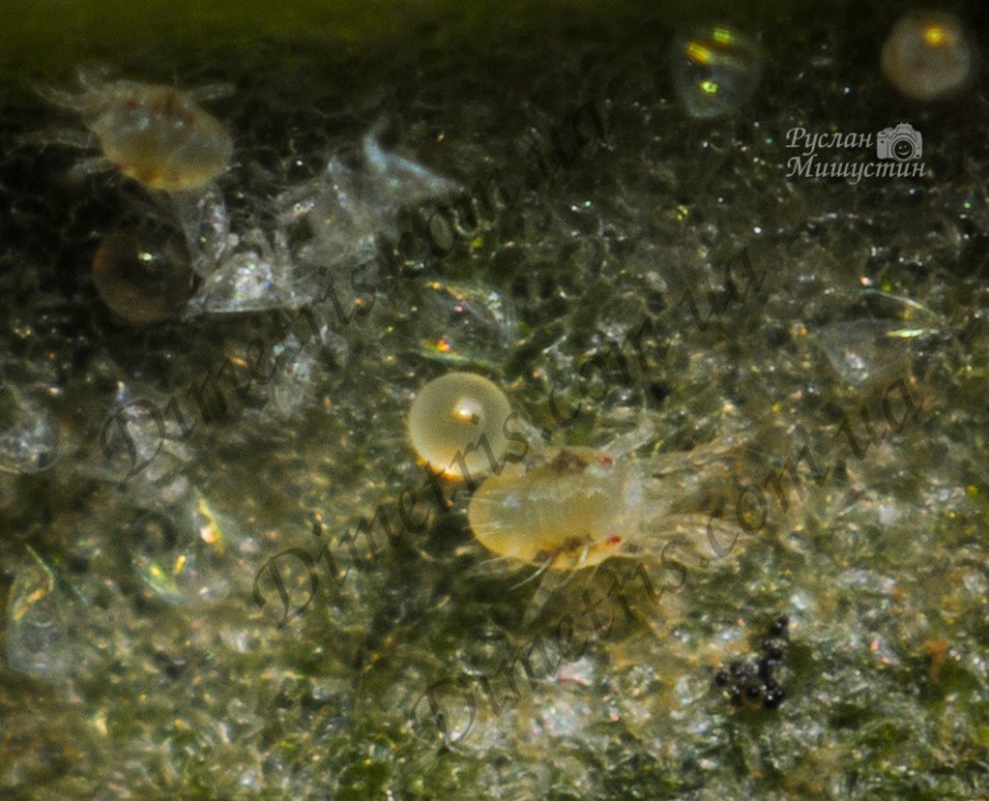 tetranychus_urticae_3 tetranychus_urticae_3