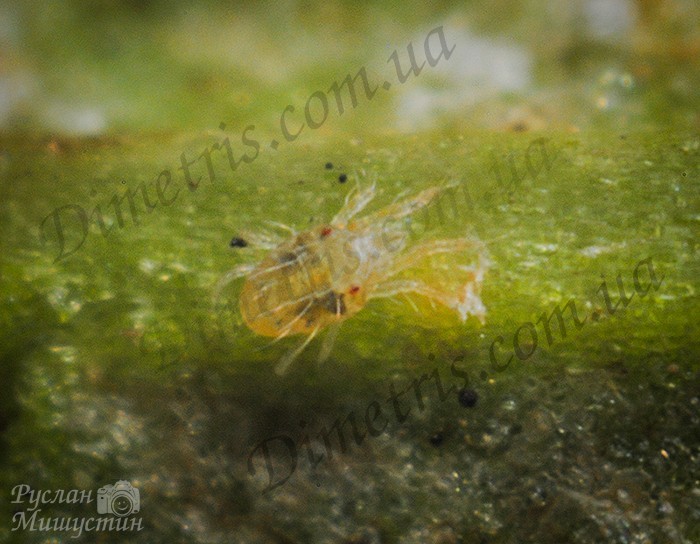 tetranychus_urticae_1 tetranychus_urticae_1
