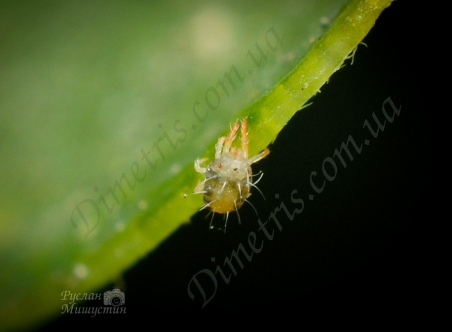 tetranychus_sp1 tetranychus_sp1