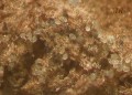 vrediteli:9_tyrophagus_putrescentiae_107_1_.jpg