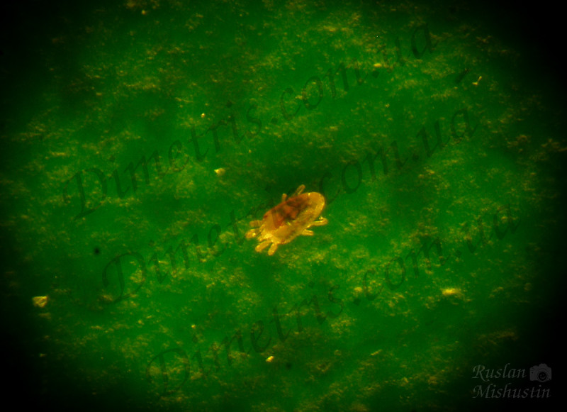 Красный плоский клещ Brevipalpus obovatus